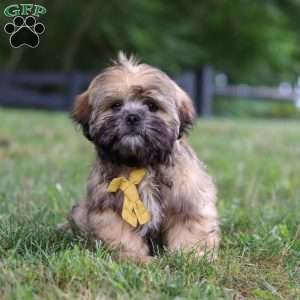 Ben, Lhasa Apso Puppy